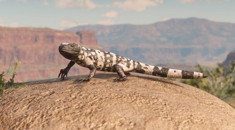 Black and White Lizard