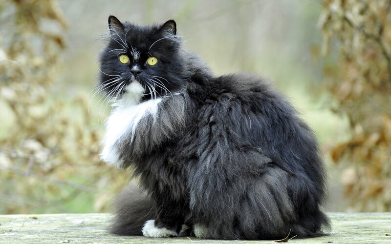 Black and White Long-haired Cat