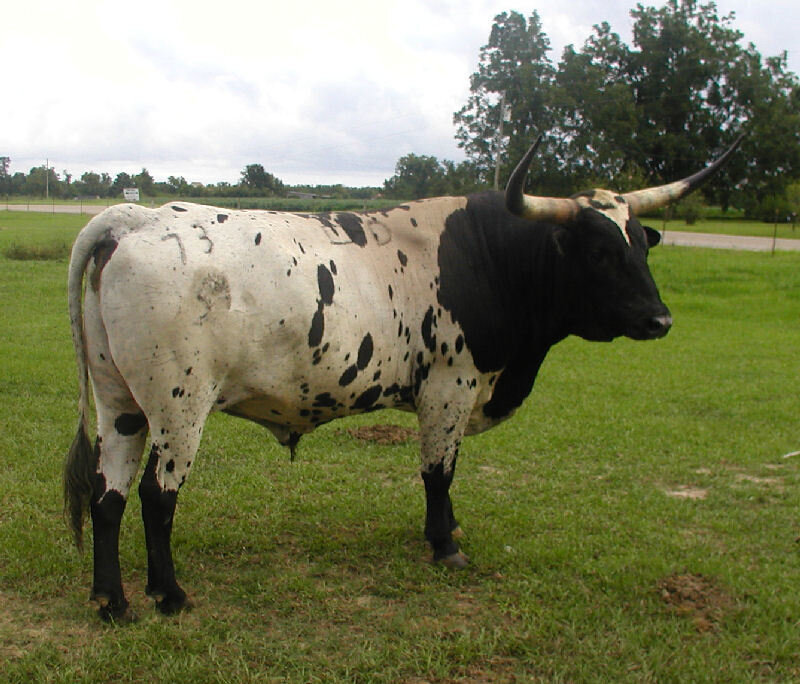 black and white longhorn bull