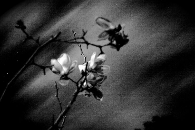 Black and white magnolia flowers