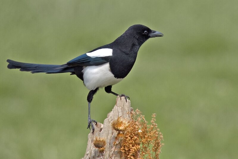 Black-and-white Magpie — Black