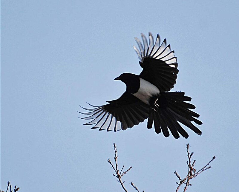 Black and White Magpie — Blue