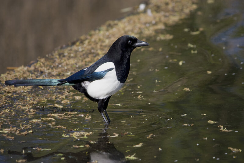 Black and White Magpie — Calm