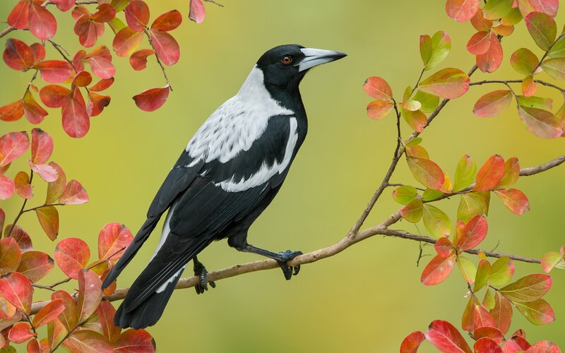 Black and White Magpie — Green