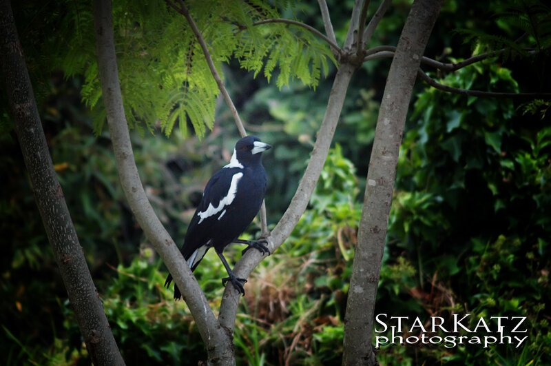 Black and White Magpie