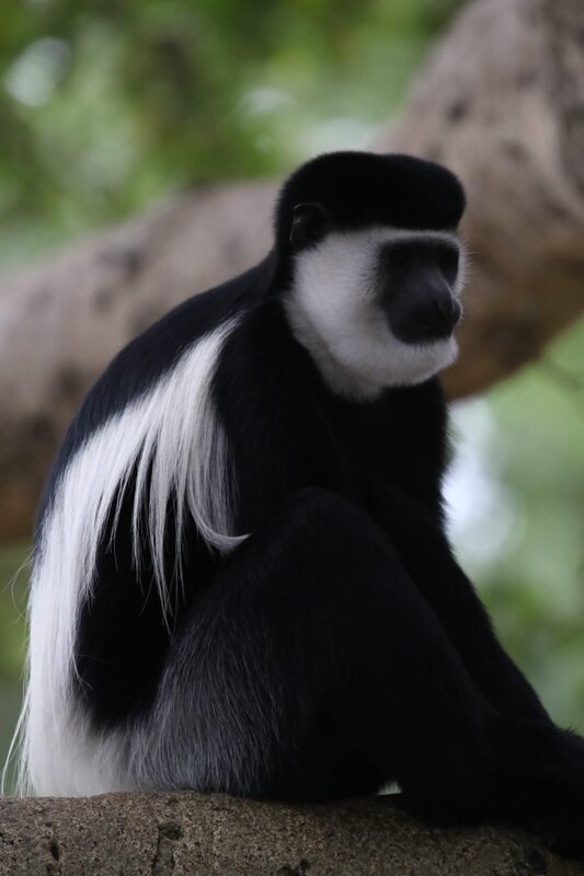 Black-and-white Monkey — Black, Calm