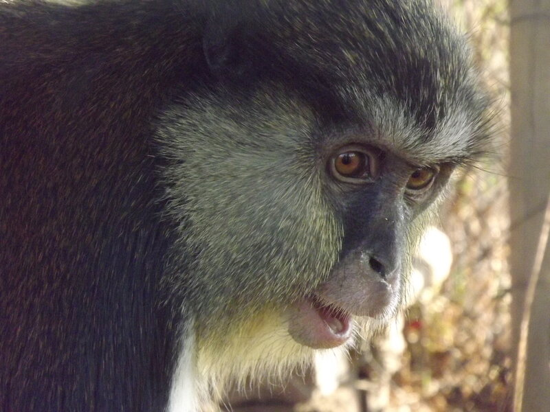 Black-and-white Monkey — Black, Natural, Afternoon