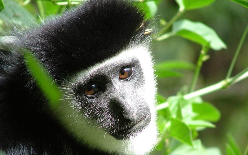 Black-and-white Monkey — Black, Natural