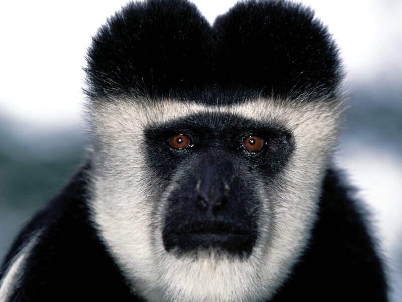 Black-and-white Monkey — Black
