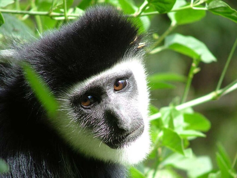 Black-and-white Monkey — Green