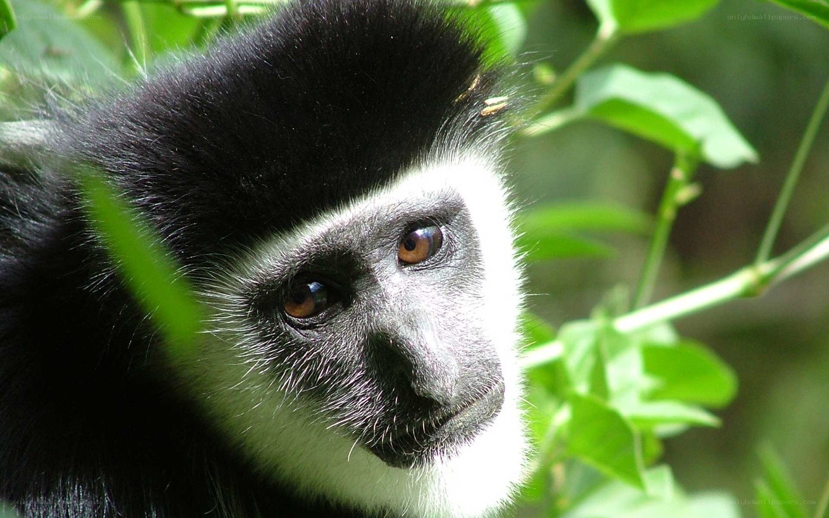black-and-white monkey in forest