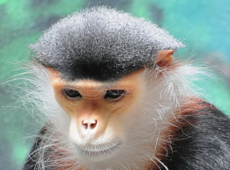 Black-and-white Monkey