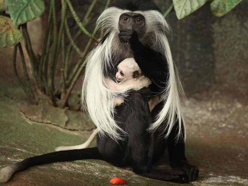 Black-and-white Monkey with Baby