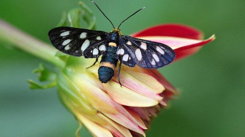 Black and White Moth — Calm
