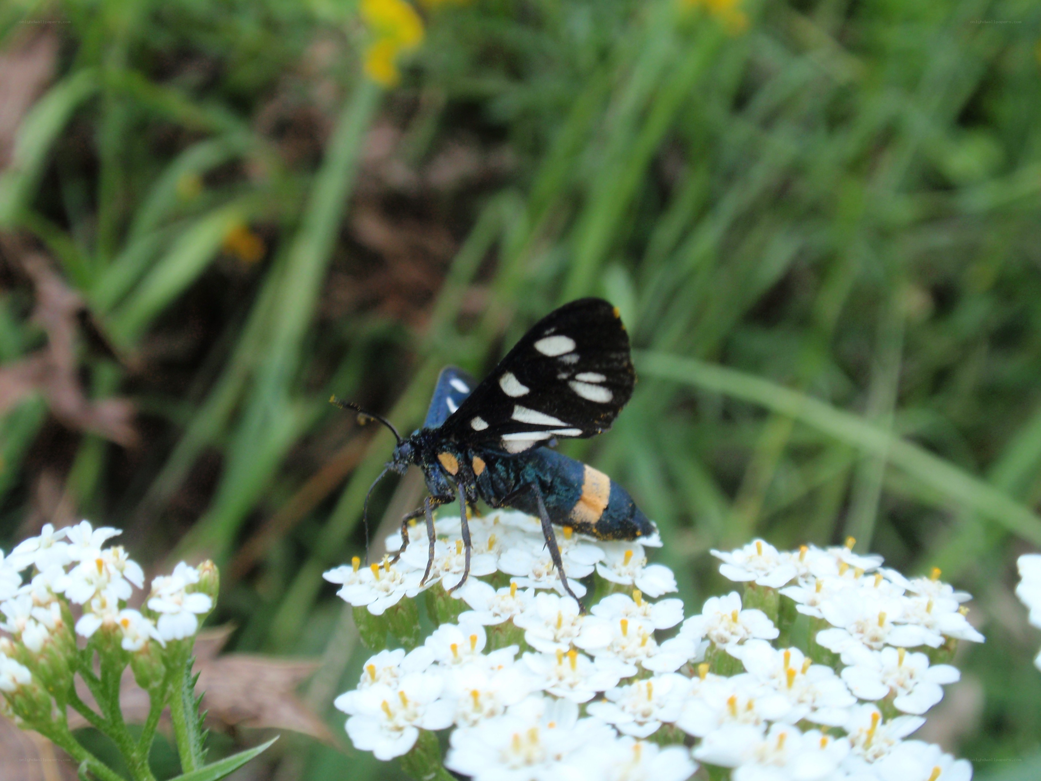 black and white moth on flowers