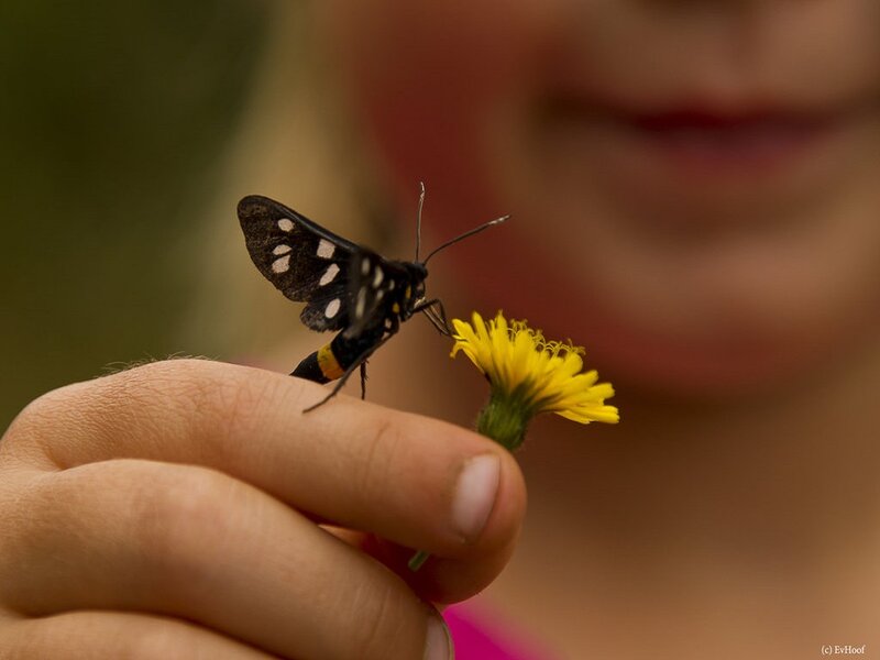 Black and White Moth — Yellow