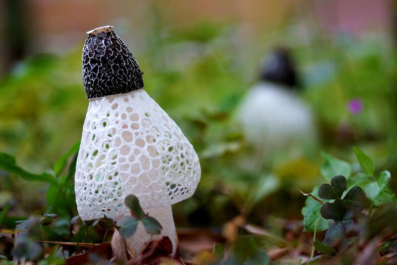Black and White Mushroom