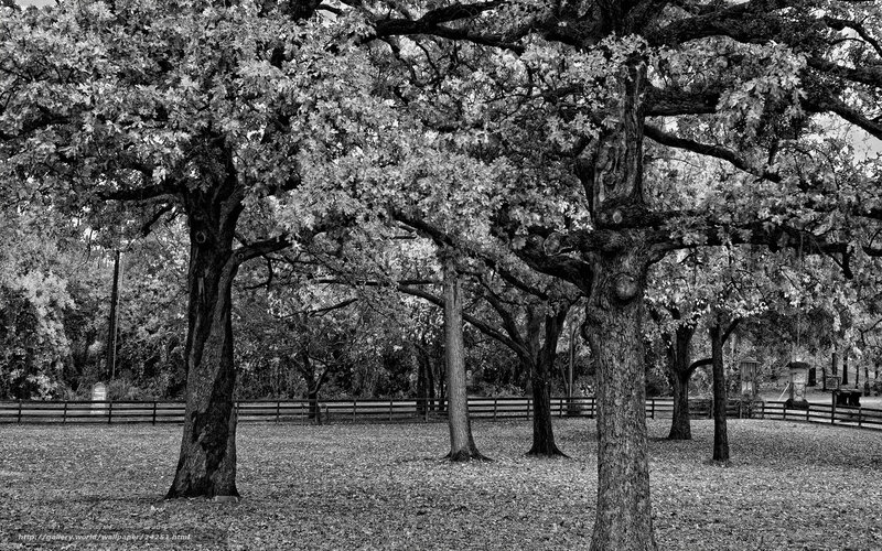 Black and white oak trees