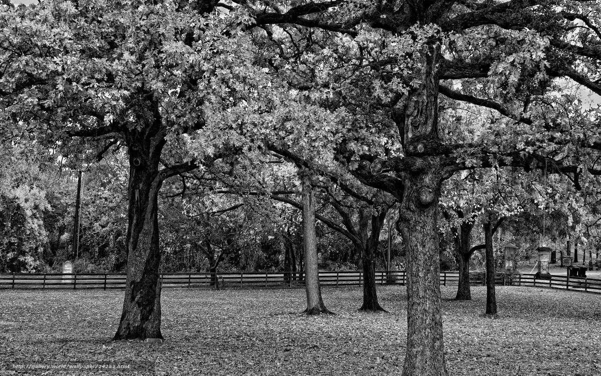 Black and white oak trees