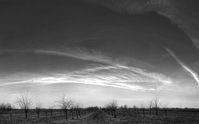 Black and white orchard landscape