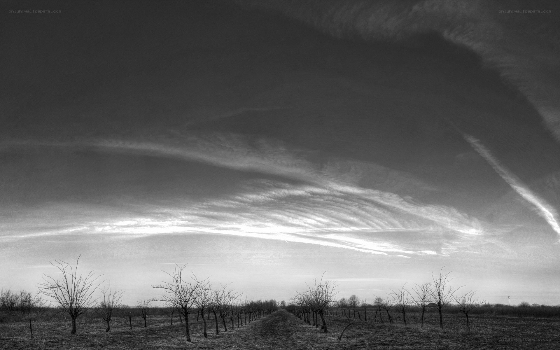 Black and white orchard landscape