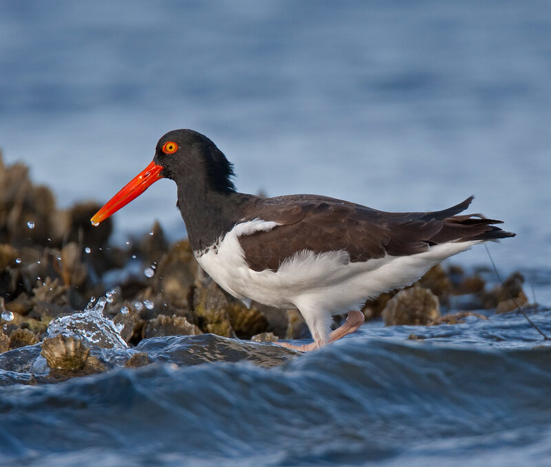 Black-and-white oystercatcher