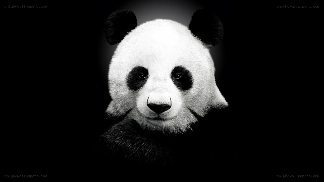 black and white panda portrait