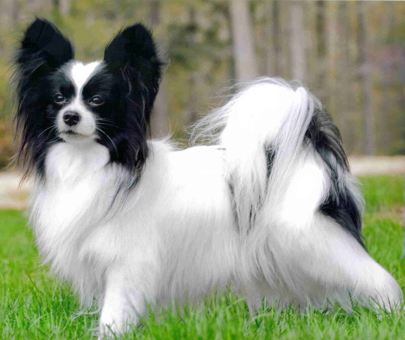 Black and White Papillon Dog — Calm, Afternoon