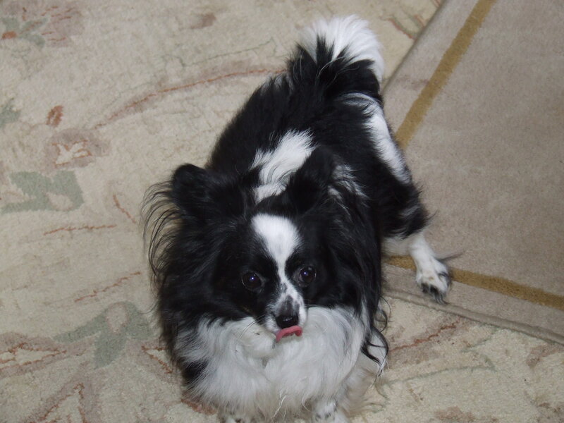 Black and White Papillon Dog — Calm