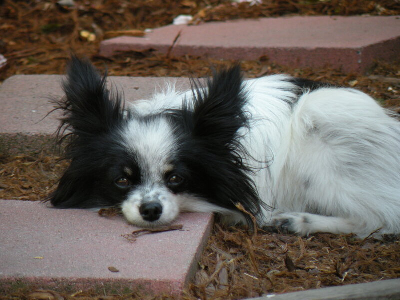 Black and White Papillon Dog