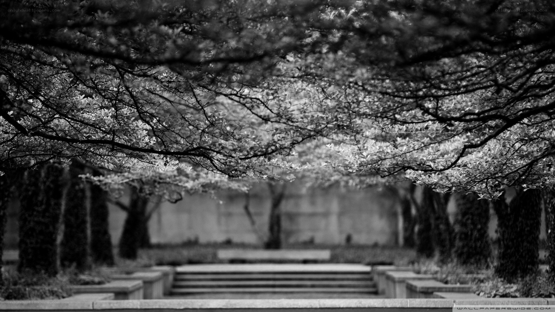 Black and white park scene