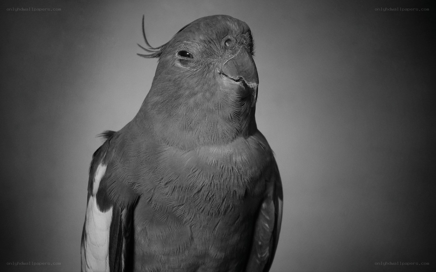 black and white parrot portrait