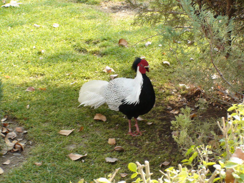 Black-and-white pheasant on grass
