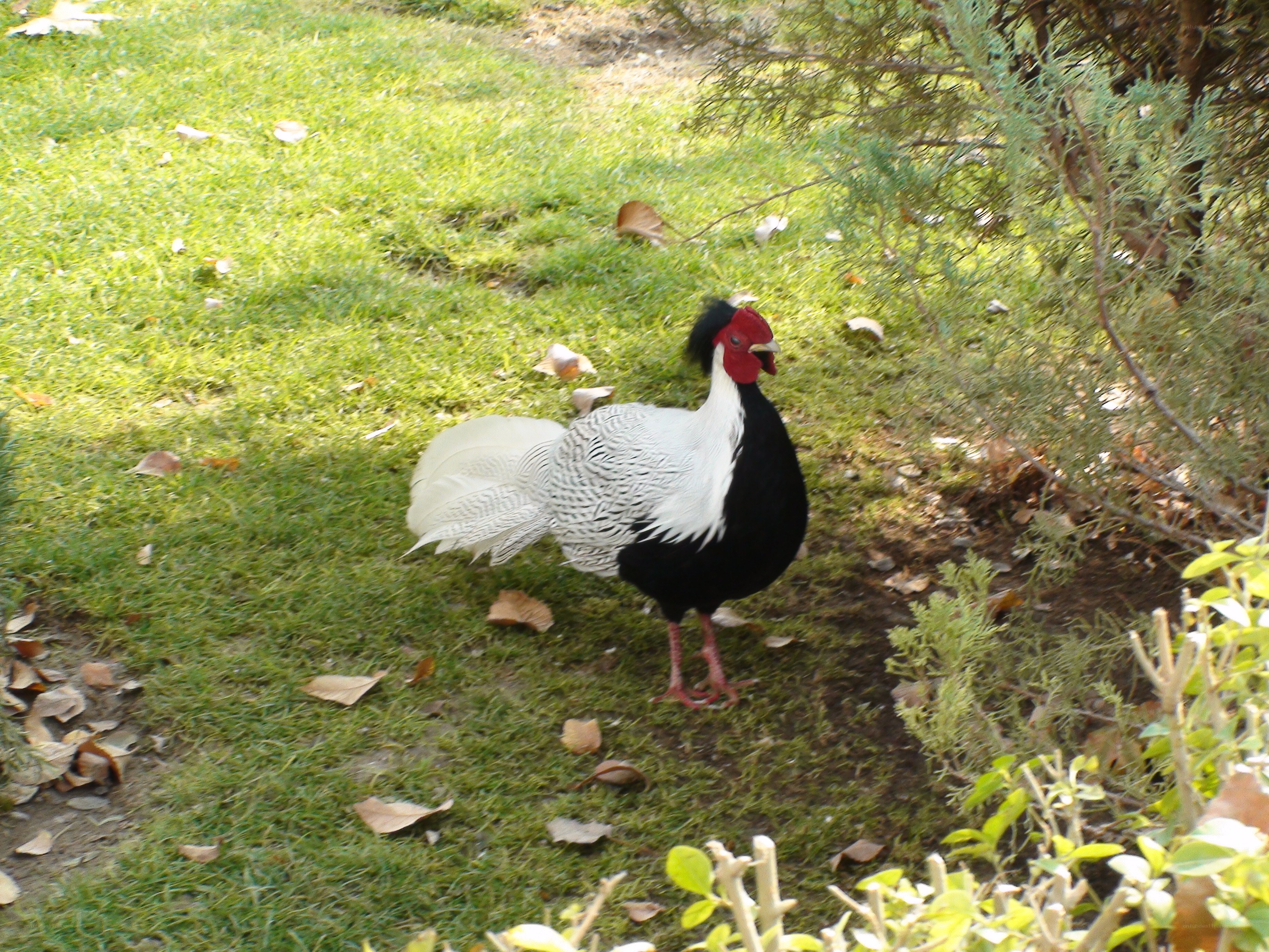 Black-and-white pheasant on grass
