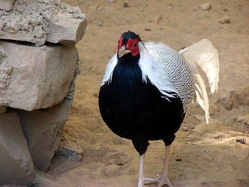 Black and White Pheasant