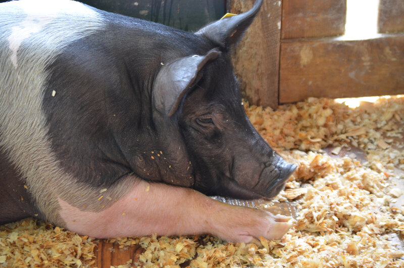 Black and White Pig