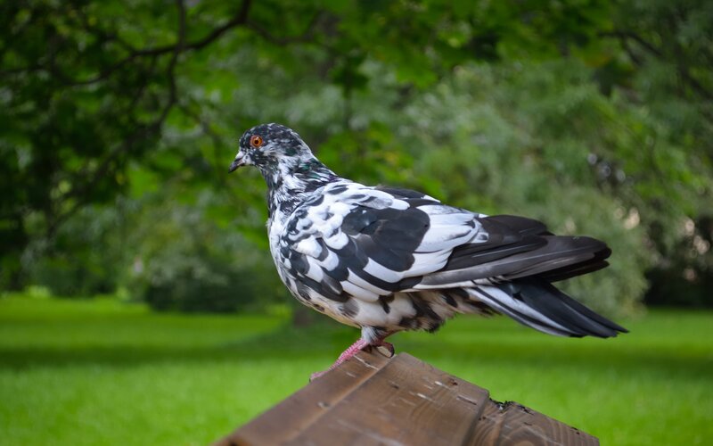 Black and White Pigeon — Green