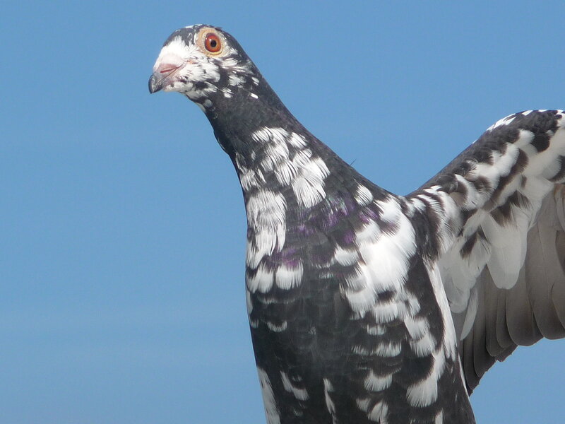 black and white pigeon