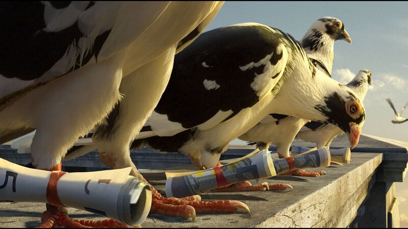 Black-and-white Pigeons