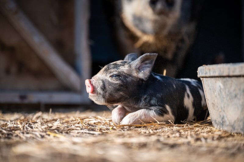 Black and White Piglet — Brown, Calm