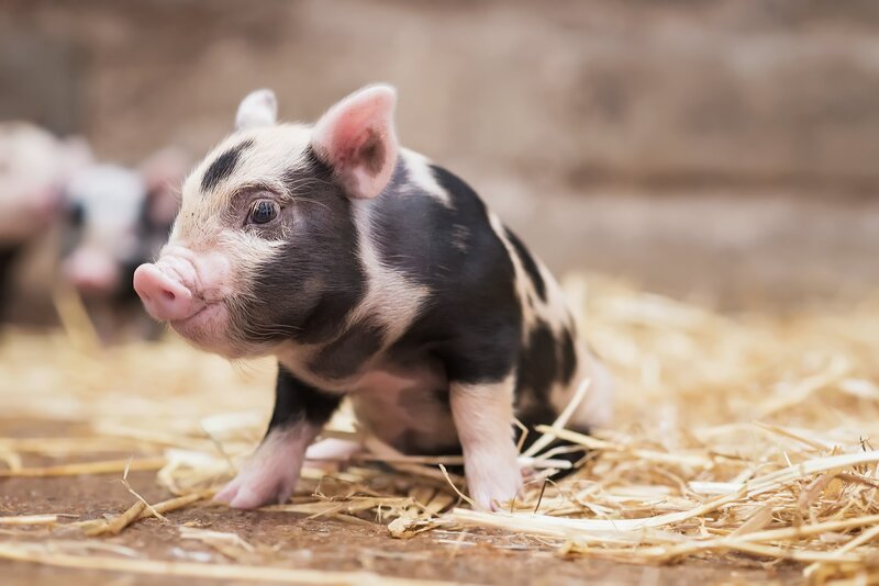 Black-and-white Piglet — Brown