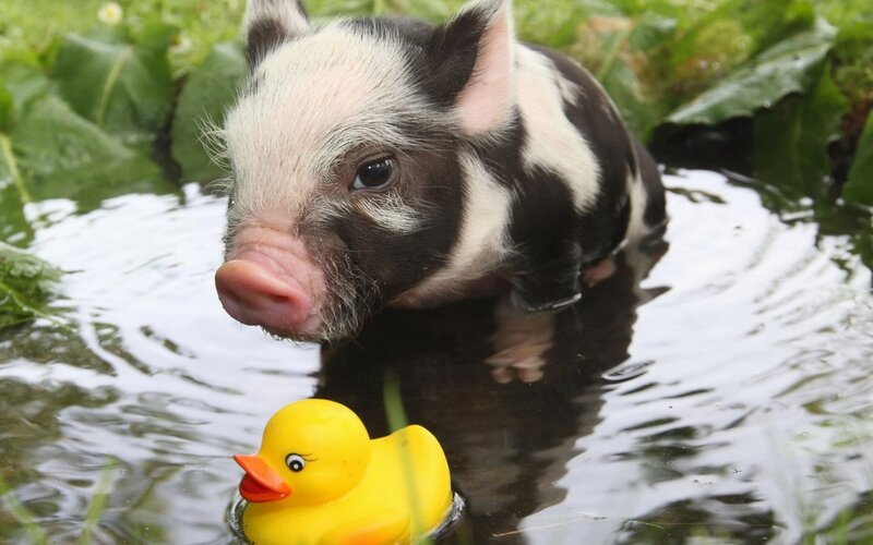 Black-and-white Piglet