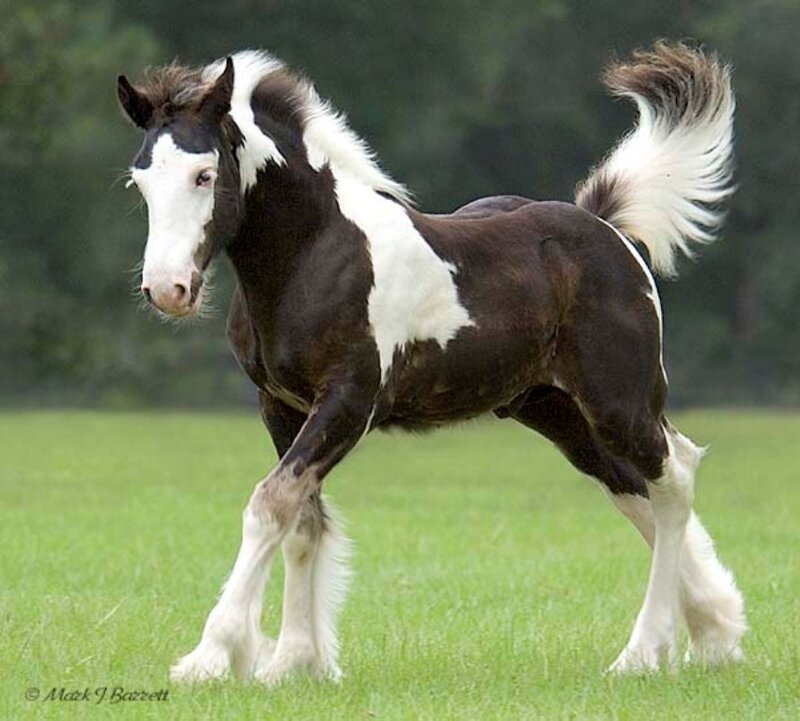 Black and White Pinto Foal