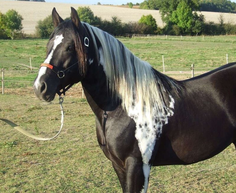 black and white pinto horse