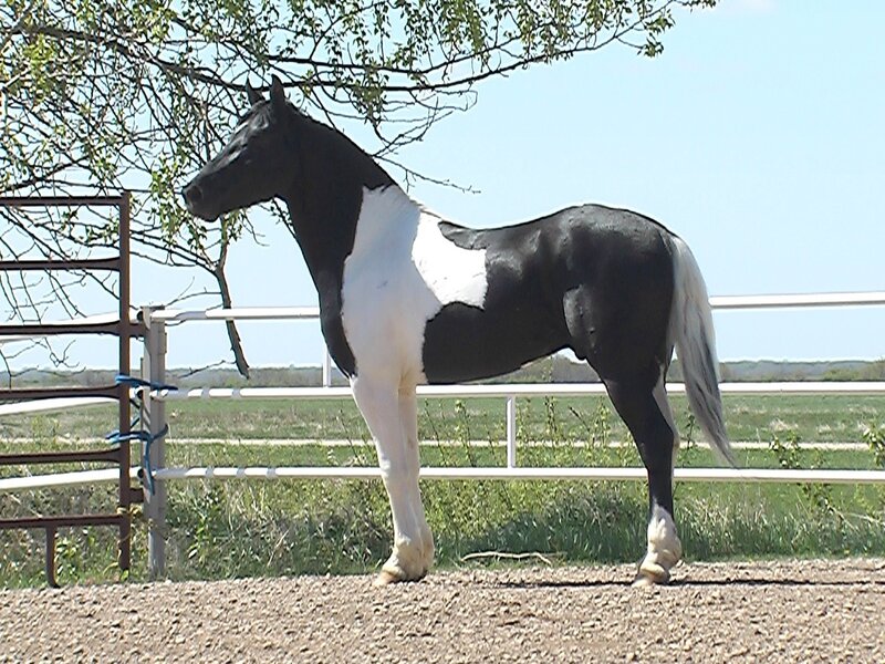 black and white pinto horse