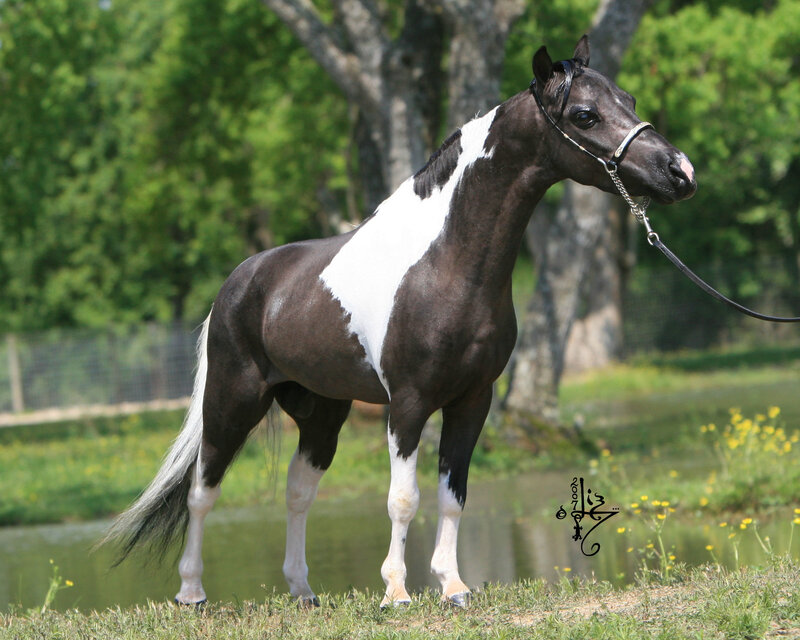 black and white pinto horse