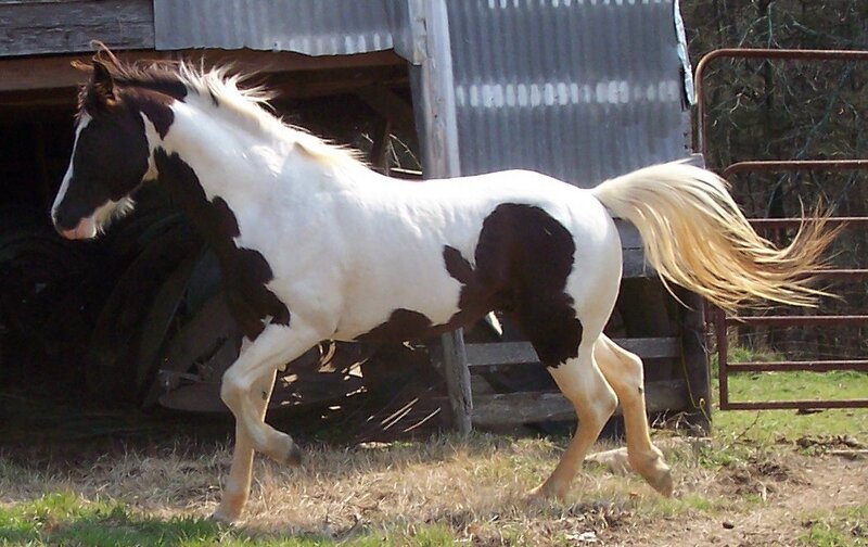 black and white pinto horse