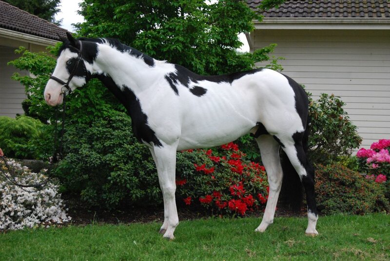 black and white pinto horse