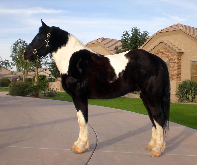 black and white pinto horse