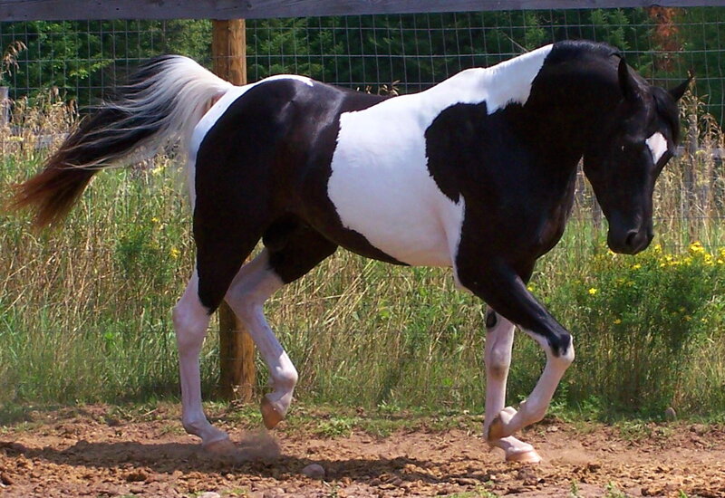 Black and White Pinto Horse — Active, Afternoon, Photograph, Fence, Grass